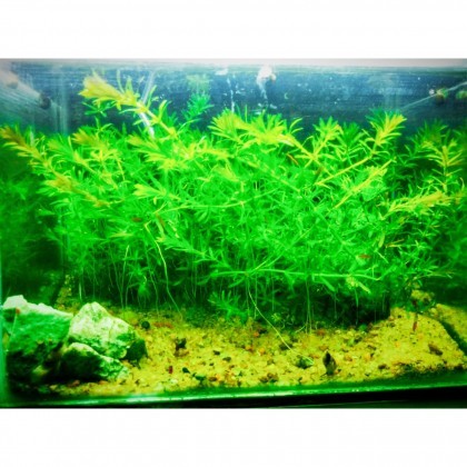 Planted aquarium